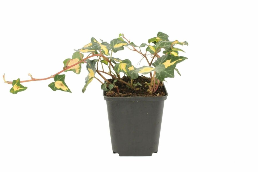 Ivy Hedera helix 'Goldheart' 5-10 pot P9 Hedera helix 'Goldheart'
