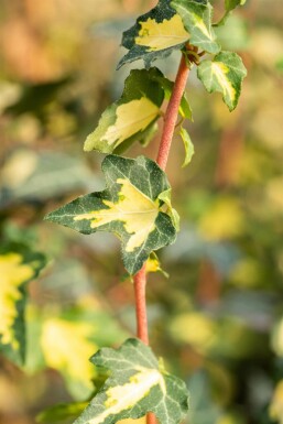 Ivy Hedera helix 'Goldheart' 5-10 pot P9