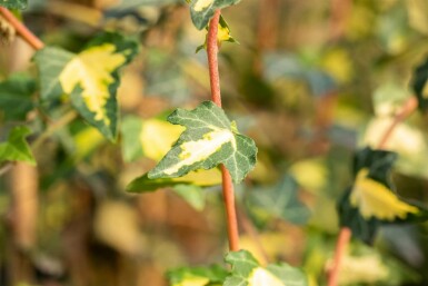 Ivy Hedera helix 'Goldheart' 5-10 pot P9 Hedera helix 'Goldheart'