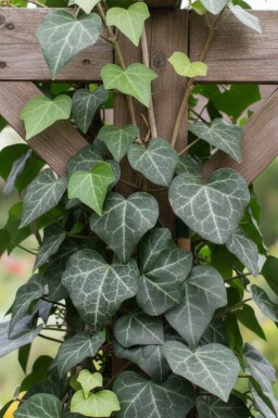 Common ivy Hedera helix 'Plattensee' 5-10 pot P9 Hedera helix 'Plattensee'