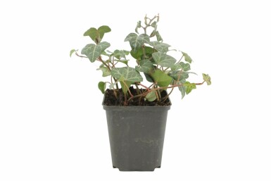 Common ivy Hedera helix 'Plattensee' 5-10 pot P9 Hedera helix 'Plattensee'