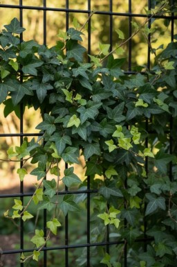 Ivy Hedera helix 'Shamrock' 5-10 pot P9 Hedera helix 'Shamrock'