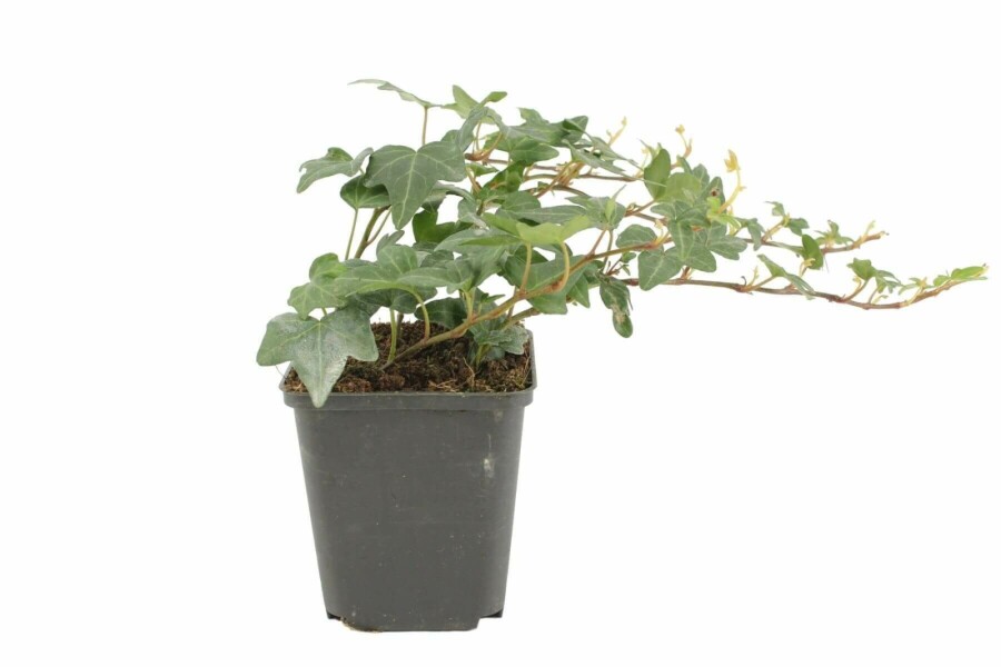 Ivy Hedera helix 'Shamrock' 5-10 pot P9 Hedera helix 'Shamrock'