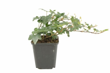 Ivy Hedera helix 'Shamrock' 5-10 pot P9 Hedera helix 'Shamrock'