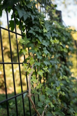Ivy Hedera helix 'Shamrock' 5-10 pot P9 Hedera helix 'Shamrock'