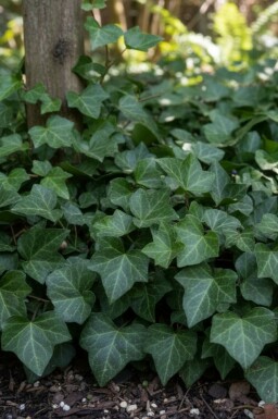 Common ivy Hedera helix 'Woerner' 5-10 pot P9 Hedera helix 'Woerner'