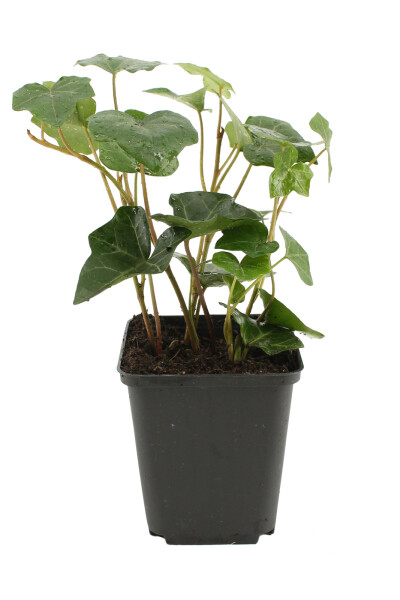 Hedera hibernica P9 5-10 cm