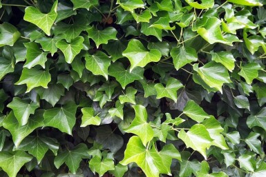 Irish ivy Hedera hibernica 5-10 pot P9