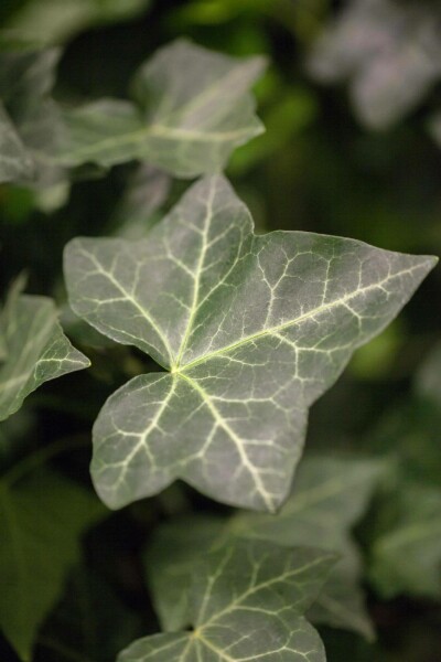 Hedera hibernica P9 5-10 cm
