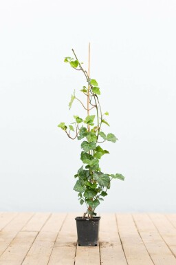 Irish ivy Hedera hibernica 40-60 pot P9(GESTOKT) Hedera hibernica P9 40-60 cm