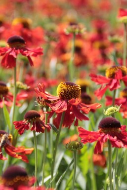 Sneezeweed Helenium 'Moerheim Beauty' 10-15 pot C2 Helenium 'Moerheim Beauty'