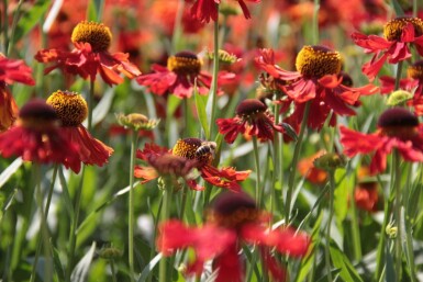 Sneezeweed Helenium 'Moerheim Beauty' 10-15 pot C2 Helenium 'Moerheim Beauty'