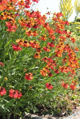 Sneezeweed Helenium 'Moerheim Beauty' 10-15 pot C2 Helenium 'Moerheim Beauty'
