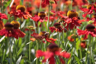 Sneezeweed Helenium 'Moerheim Beauty' 5-10 pot P9