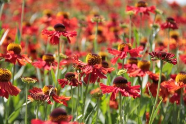 Sneezeweed Helenium 'Moerheim Beauty' 5-10 pot P9