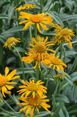 Owl's-claws Helenium hoopesii 5-10 pot P9