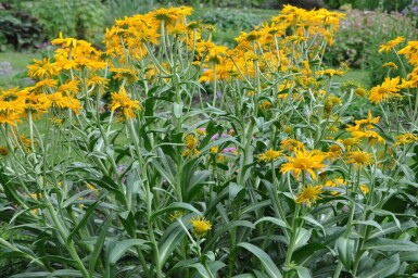 Owl's-claws Helenium hoopesii 5-10 pot P9 Helenium hoopesii