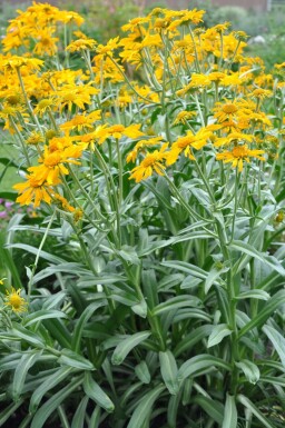 Owl's-claws Helenium hoopesii 5-10 pot P9 Helenium hoopesii