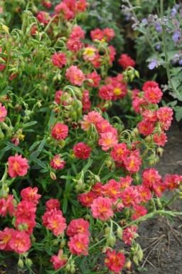Frostweed Helianthemum 'Amabile Plenum' 5-10 pot P9 Helianthemum 'Amabile Plenum'
