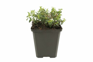 Frostweed Helianthemum 'Amabile Plenum' 5-10 pot P9 Helianthemum 'Amabile Plenum'