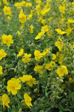 Rock rose Helianthemum 'Golden Queen' 5-10 pot P9 Helianthemum 'Golden Queen'