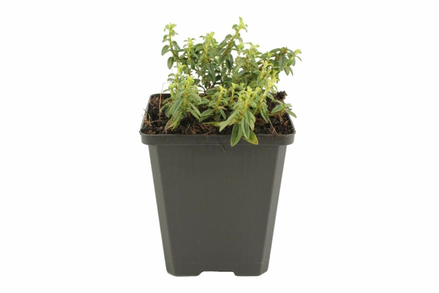 Rock rose Helianthemum 'Golden Queen' 5-10 pot P9 Helianthemum 'Golden Queen'