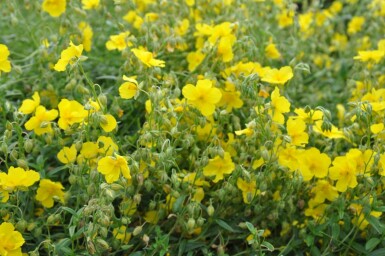 Rock rose Helianthemum 'Golden Queen' 5-10 pot P9