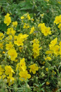 Rock rose Helianthemum 'Golden Queen' 5-10 pot P9