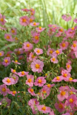 Rock rose Helianthemum 'Lawrenson's Pink' 5-10 pot P9