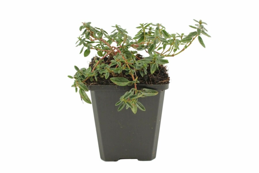 Rock rose Helianthemum 'Lawrenson's Pink' 5-10 pot P9 Helianthemum 'Lawrenson's Pink'