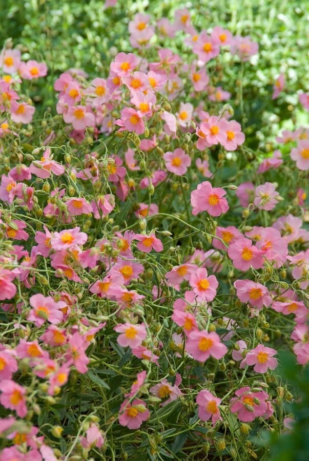 Rock rose Helianthemum 'Lawrenson's Pink' 5-10 pot P9 Helianthemum 'Lawrenson's Pink'