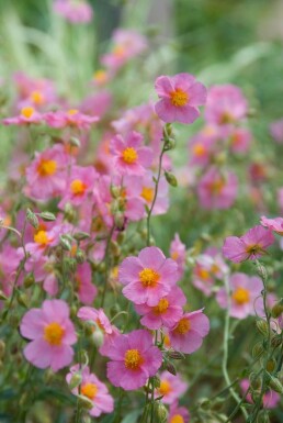 Rock rose Helianthemum 'Lawrenson's Pink' 5-10 pot P9 Helianthemum 'Lawrenson's Pink'