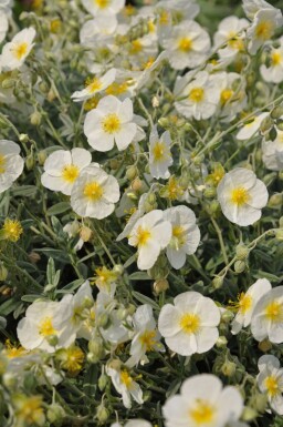 Frostweed Helianthemum 'The Bride' 5-10 pot P9 Helianthemum 'The Bride'