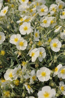 Frostweed Helianthemum 'The Bride' 5-10 pot P9