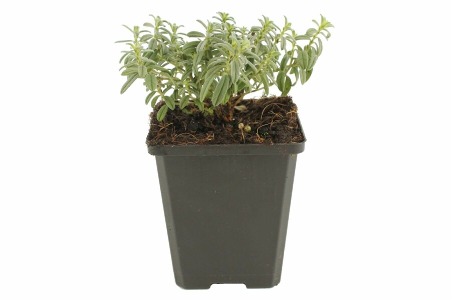 Frostweed Helianthemum 'The Bride' 5-10 pot P9 Helianthemum 'The Bride'