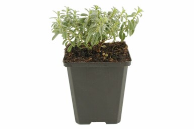 Frostweed Helianthemum 'The Bride' 5-10 pot P9 Helianthemum 'The Bride'