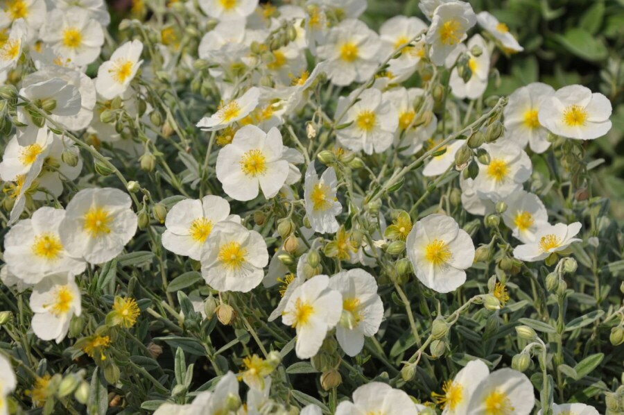 Frostweed Helianthemum 'The Bride' 5-10 pot P9 Helianthemum 'The Bride'
