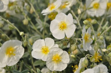 Frostweed Helianthemum 'The Bride' 5-10 pot P9 Helianthemum 'The Bride'
