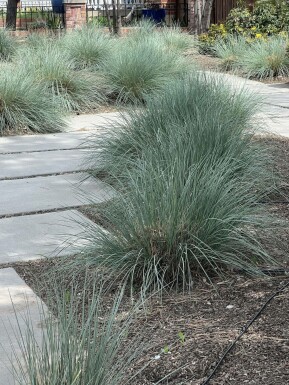 Blue oat grass Helictotrichon sempervirens 5-10 pot P9 Helictotrichon sempervirens