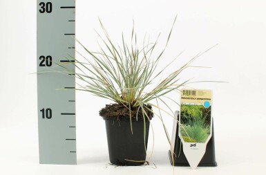Blue oat grass Helictotrichon sempervirens 5-10 pot P9