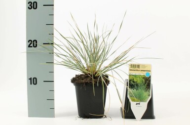 Blue oat grass Helictotrichon sempervirens 5-10 pot P9 Helictotrichon sempervirens