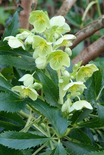 Holly-leaved hellebore Helleborus argutifolius 5-10 pot P9 Helleborus argutifolius
