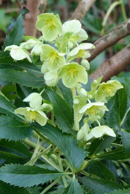 Holly-leaved hellebore Helleborus argutifolius 5-10 pot P9 Helleborus argutifolius
