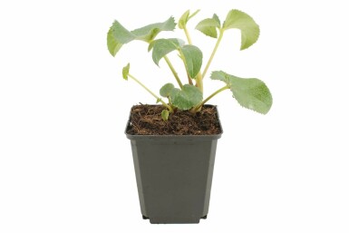 Holly-leaved hellebore Helleborus argutifolius 5-10 pot P9 Helleborus argutifolius