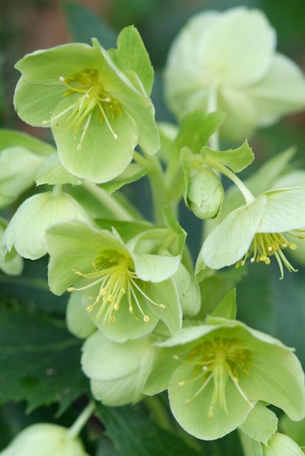 Holly-leaved hellebore Helleborus argutifolius 5-10 pot P9 Helleborus argutifolius