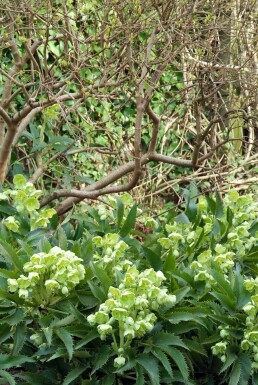 Holly-leaved hellebore Helleborus argutifolius 5-10 pot P9 Helleborus argutifolius