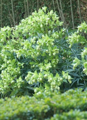 Stinking hellebore Helleborus foetidus 5-10 pot P9 Helleborus foetidus