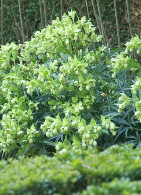 Stinking hellebore Helleborus foetidus 5-10 pot P9