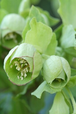Stinking hellebore Helleborus foetidus 5-10 pot P9 Helleborus foetidus