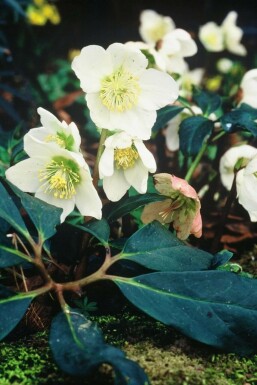 Christmas rose Helleborus niger 5-10 pot P9 Helleborus niger